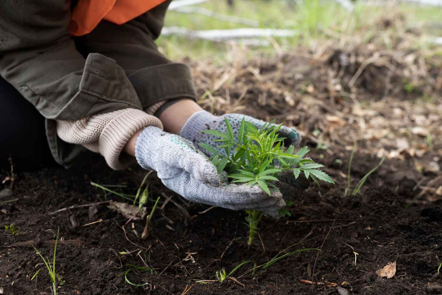 The Steps Involved in Our Tree Care Process in Manistique, MI